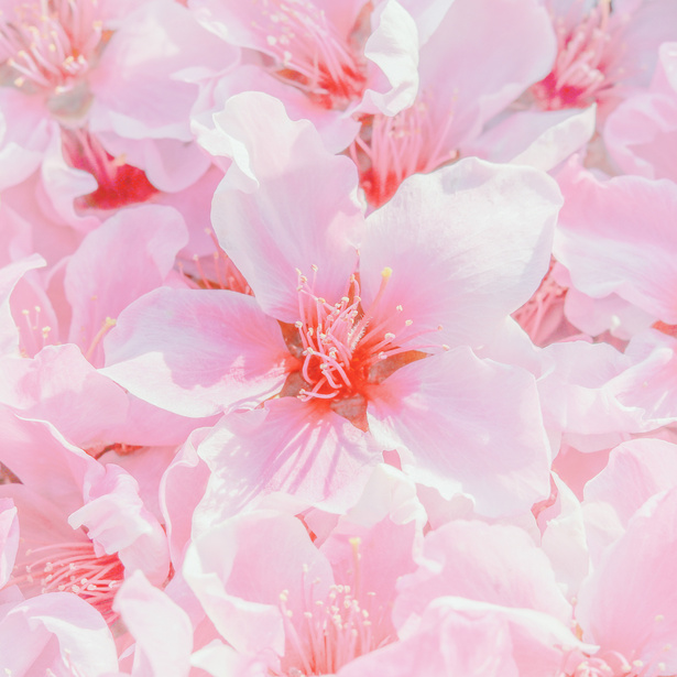 Gentle pink flowers of blooming tree