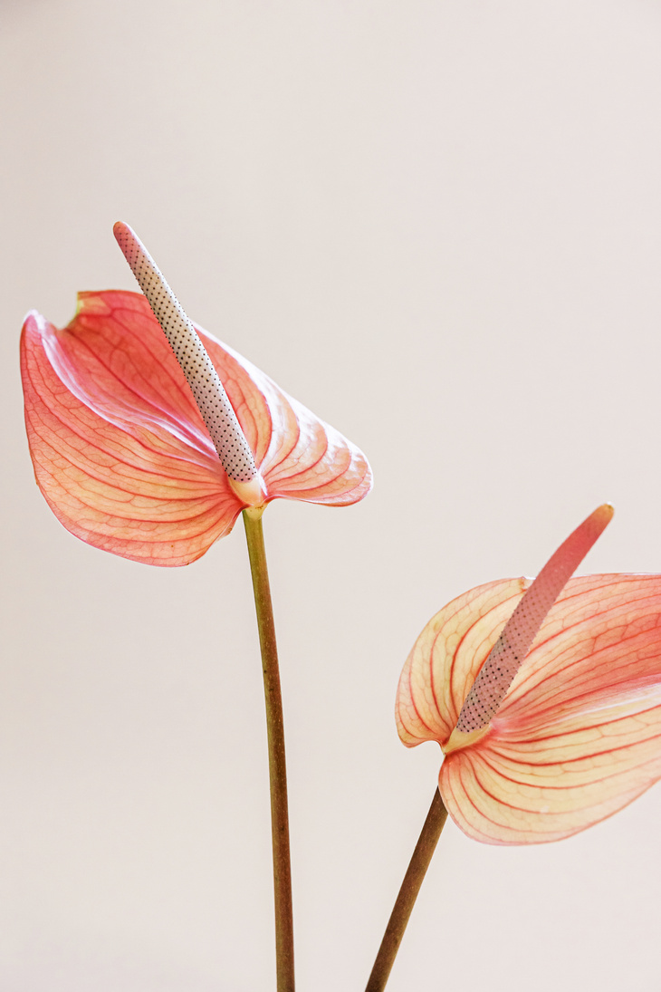 Pink Anthuriums on White Background