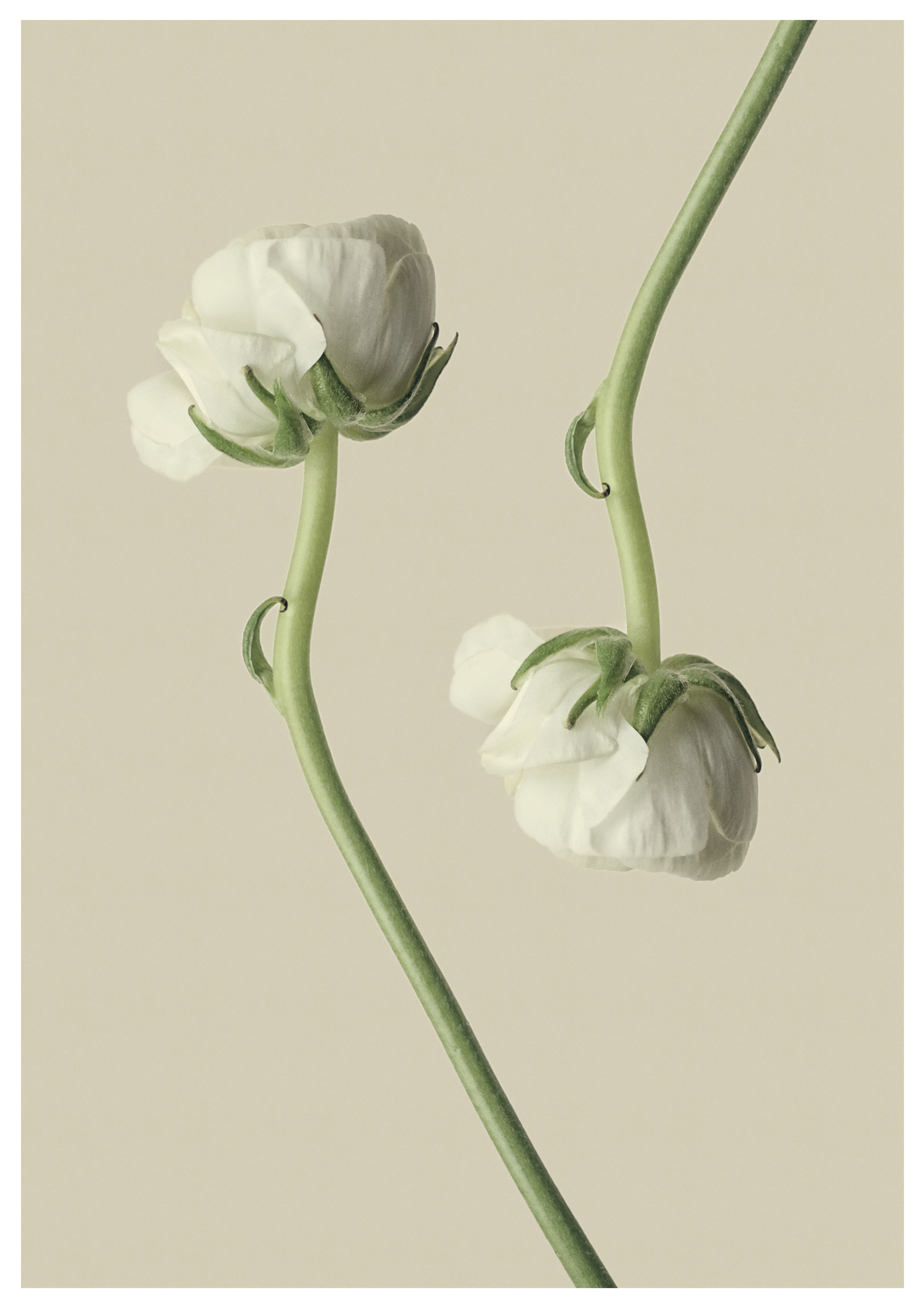 White Ranunculus Flowers