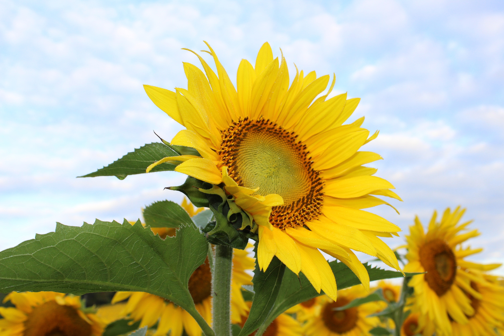 Sunflowers in Nature